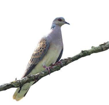 Beyaz arka plan streptopelia turtur üzerinde izole Avrupa kumru