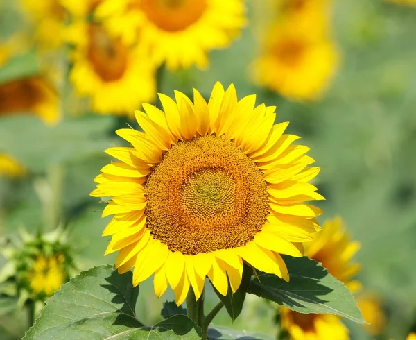 Champ de tournesols — Photo