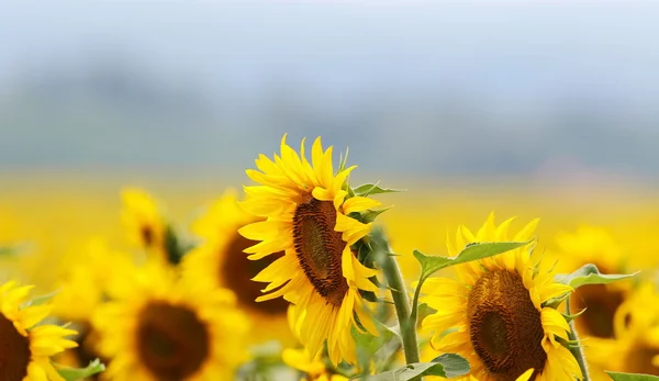 Campo di girasole sfondo — Foto Stock