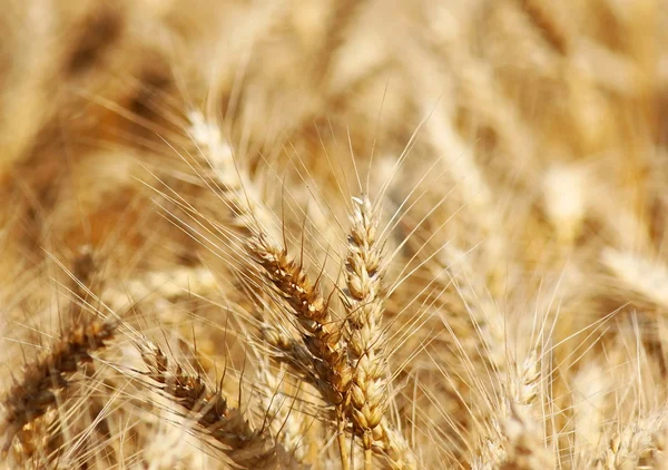 Campo di grano sfondo e consistenza — Foto Stock