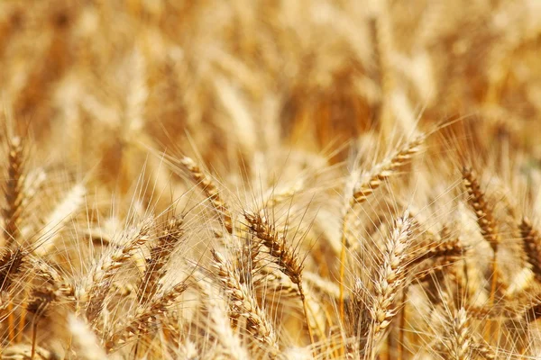 Campo di grano sfondo e consistenza — Foto Stock