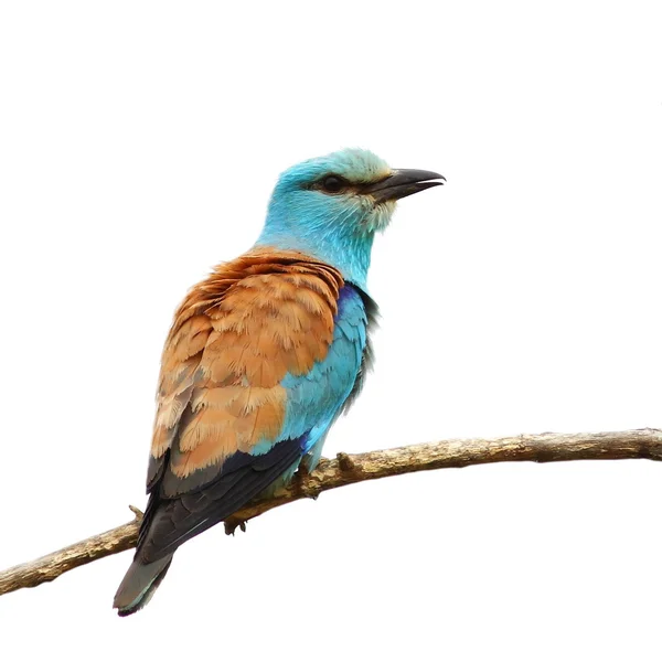 Europäische Walze isoliert auf weißem Hintergrund, coracias garrulus — Stockfoto