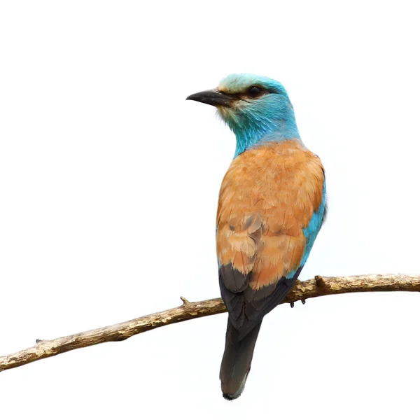 European Roller isolated on white background, Coracias garrulus — Stock Photo, Image