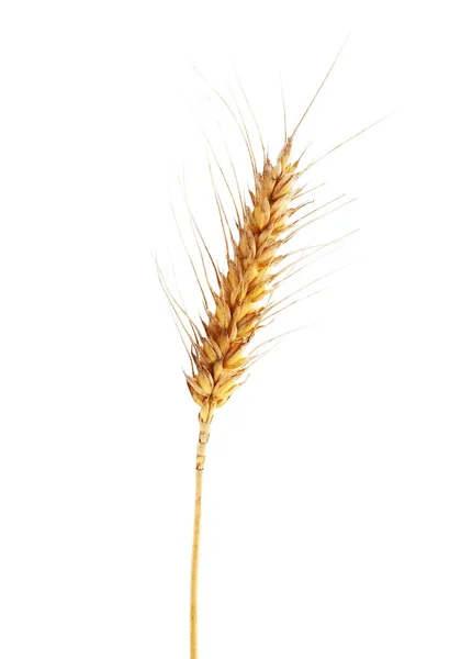 Ear of wheat isolated on white background, clipping path — Stock Photo, Image