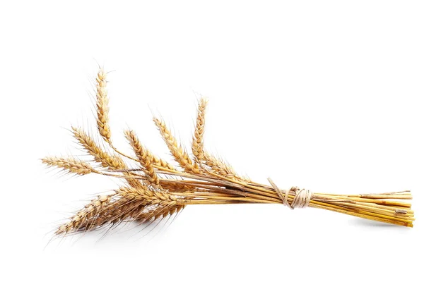 小麦、白い背景で隔離の耳 — ストック写真