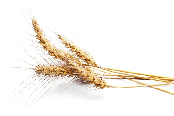 Ears of wheat isolated on white background — Stock Photo, Image