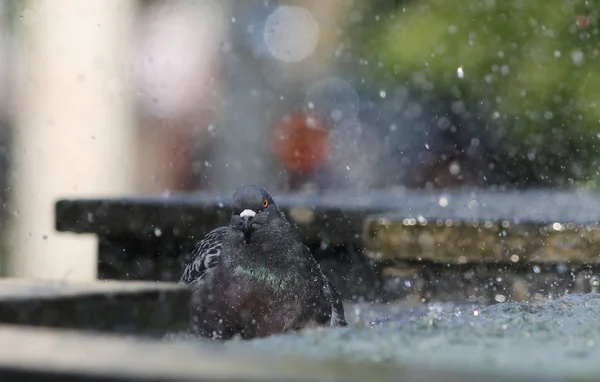 pigeon drinking water on fountain