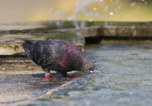 Pombo água potável na fonte — Fotografia de Stock