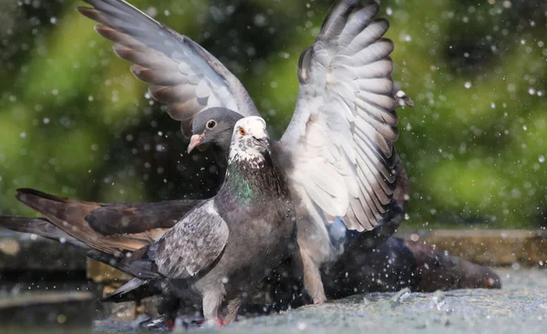 Pigeon drinking water on fountain — Stock Photo, Image
