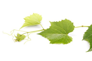 beyaz izole genç büküm şarap şube