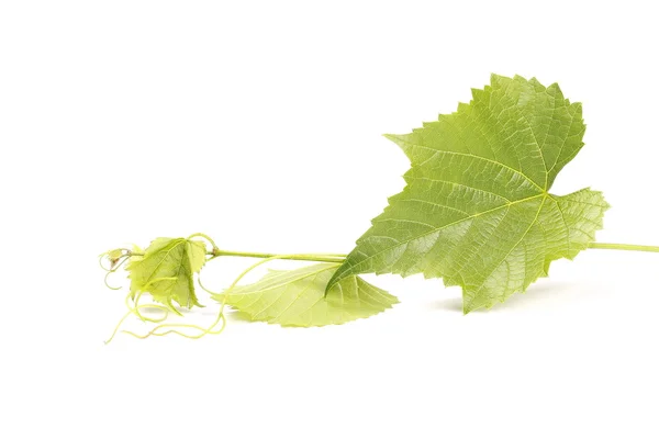 Jeune branche de vin torsadée isolée sur blanc — Photo