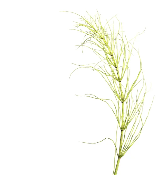Horsetail (Equisetum arvense), isolated on white — Stock Photo, Image
