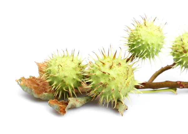 Several green chestnuts on branch isolated on white — Stock Photo, Image