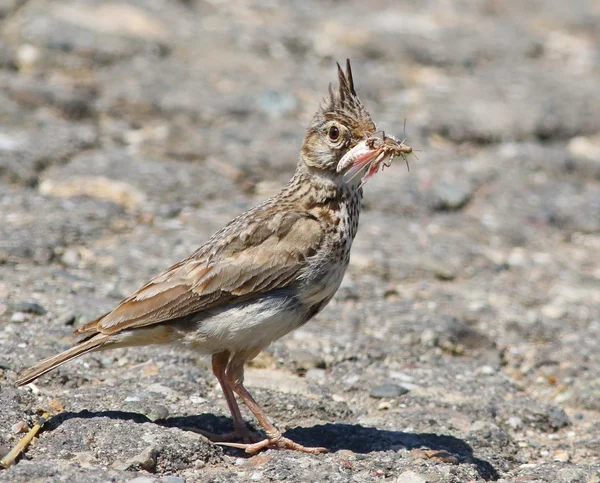 Crested Lärka med byten, Galerida cristata — Stockfoto