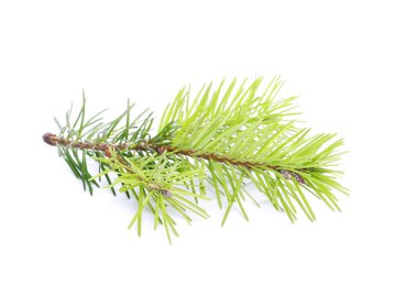 Firavun ağacı dalı beyazda yalıtılmış