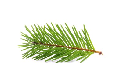 Firavun ağacı dalı beyazda yalıtılmış