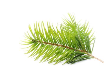 Firavun ağacı dalı beyazda yalıtılmış