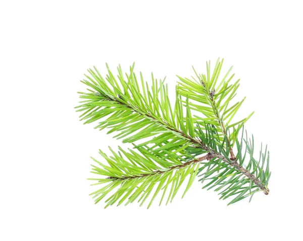 Fir tree branch isolated on white — Stock Photo, Image