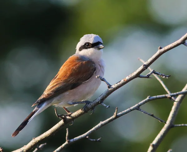 Shrike con respaldo rojo, Lanius collurio — Foto de Stock