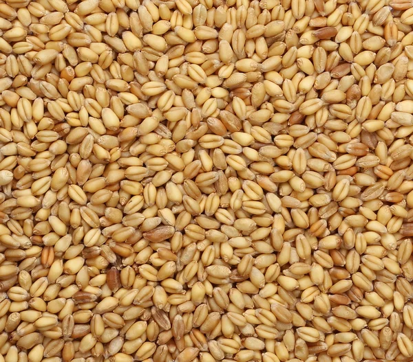 Wheat grain background and texture — Stock Photo, Image