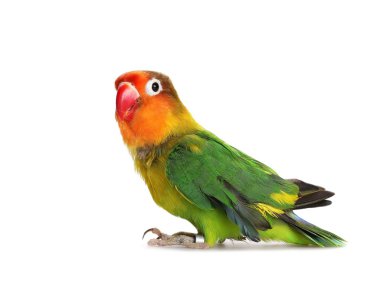 Beyaz Agapornis fischeri, Fischer'ın cennet papağanı izole cennet papağanı