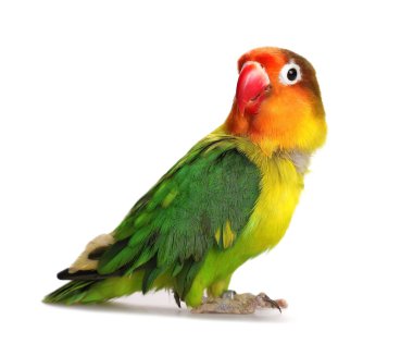 Beyaz Agapornis fischeri, Fischer'ın cennet papağanı izole cennet papağanı