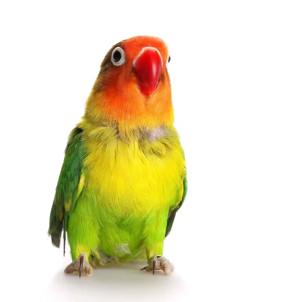 Lovebird isolado em Agapornis fischeri branco, Inseparável de Fischer — Fotografia de Stock