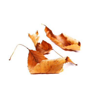 sonbahar yaprağı beyaz arkaplanda izole edildi