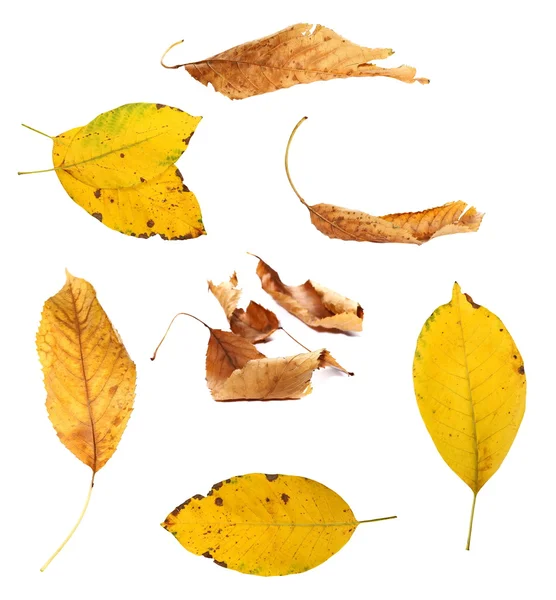 Set dry autumn yellow leaves isolated white background and texture — Stock Photo, Image