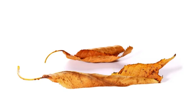 Autumn leaf isolated on white background — Stock Photo, Image