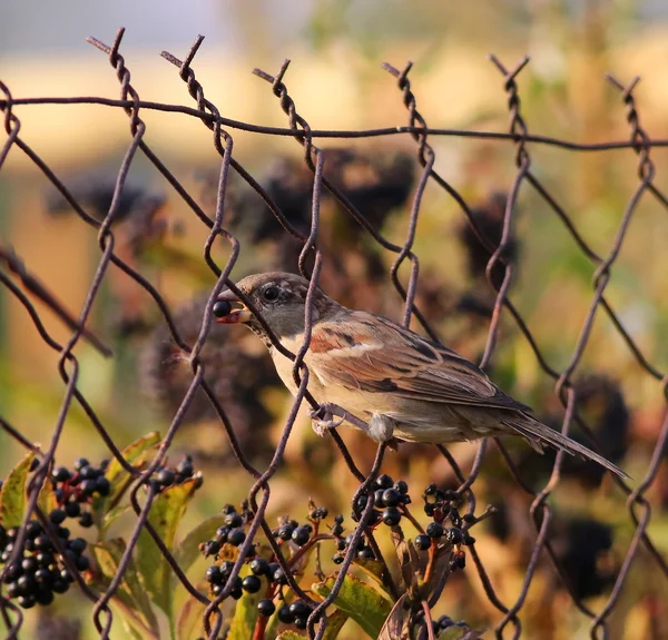 Vrabec na starých drátěný plot, Passer domesticus — Stock fotografie