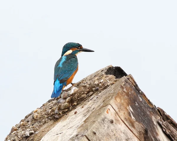 Common Kingfisher on rotten stump, alcedo atthis — Stock Photo, Image