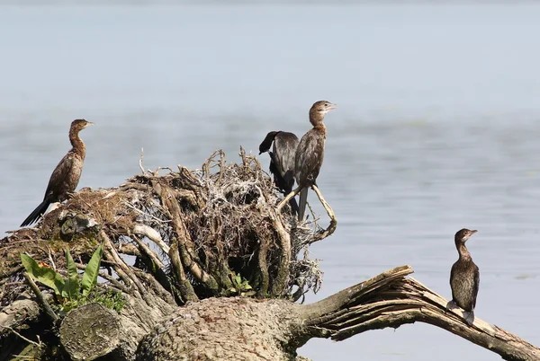 Banda de cormoranes, Cormorán pigmeo, Phalacrocorax pygmaeus — Foto de Stock