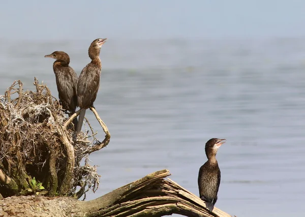 Banda de cormoranes, Cormorán pigmeo, Phalacrocorax pygmaeus — Foto de Stock