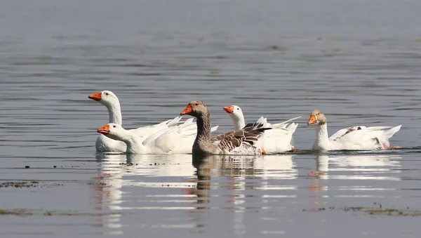 Manada de gansos blancos nadando en el agua — Foto de Stock