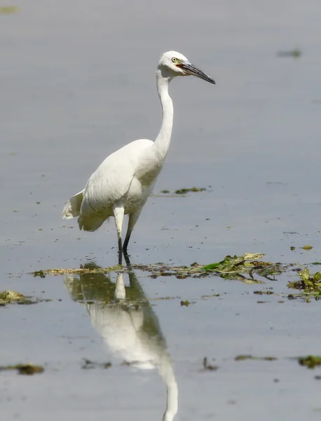 Pequeno Egret no rio, Egretta garzetta — Fotografia de Stock