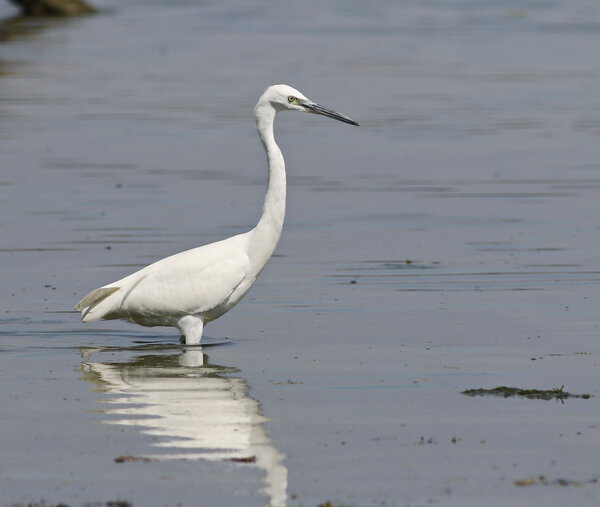 Little Egret in river, Egretta garzetta