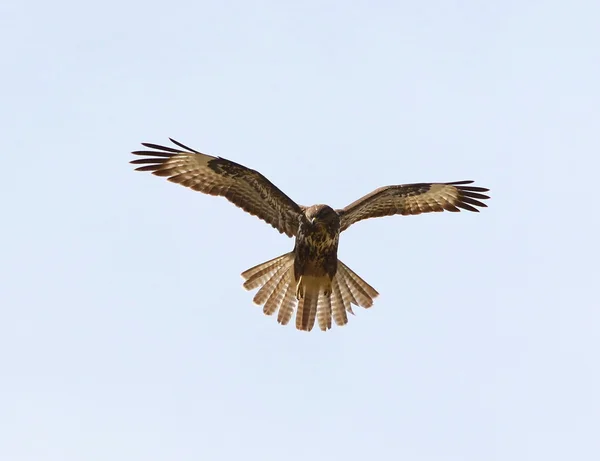 Канюк звичайний в польоті, Buteo buteo — стокове фото