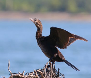 karabatak, küçük karabatak phalacrocorax pygmaeus