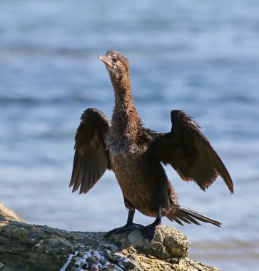 karabatak, küçük karabatak phalacrocorax pygmaeus