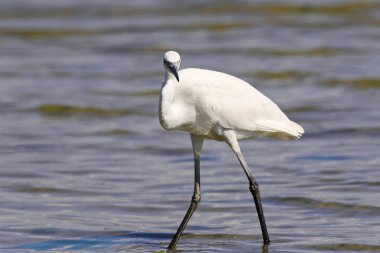 Nehir, Egretta garzetta küçük ak balıkçıl