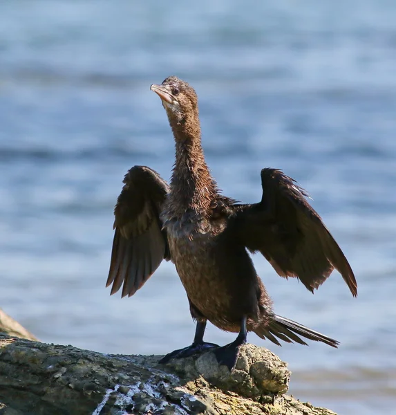 Cormoran, cormoran pygmée, phalacrocorax pygmaeus — Photo