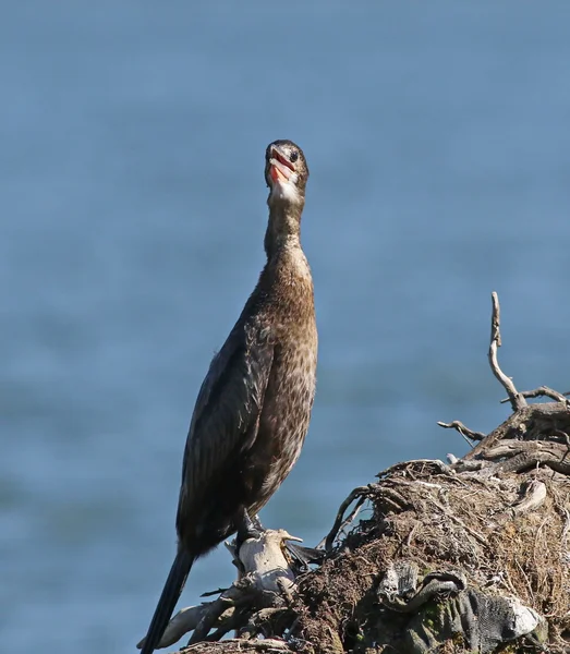 Cormorán, cormorán pigmeo, falacrocorax pygmaeus — Foto de Stock