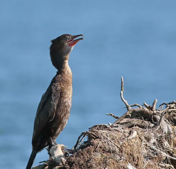 Phalacrocorax pygmaeus, kárókatona, kis kárókatona — Stock Fotó