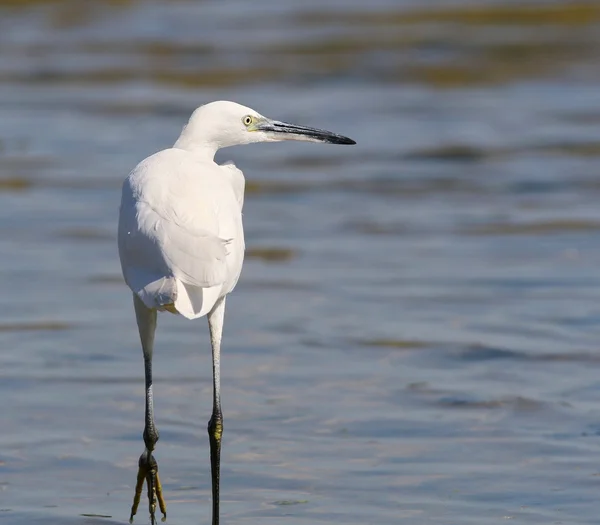 Little Egret in river, Egretta garzetta — Stock Photo, Image