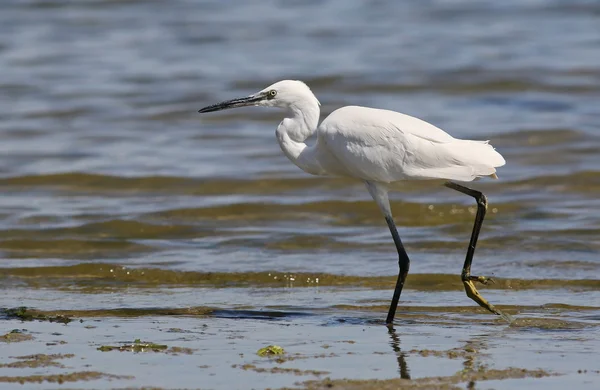 Little Egret in river, Egretta garzetta — Stock Photo, Image