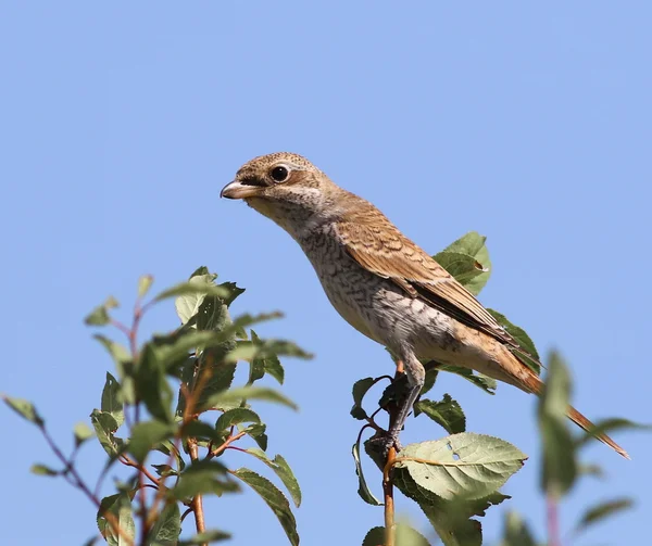 Rosso sostenuto Shrike, Lanius collurio — Foto Stock