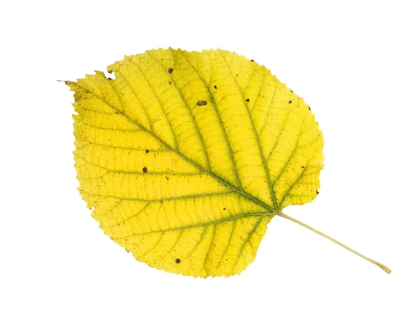 Autumn yellow linden leaf isolated white, with clipping path — Stock Photo, Image