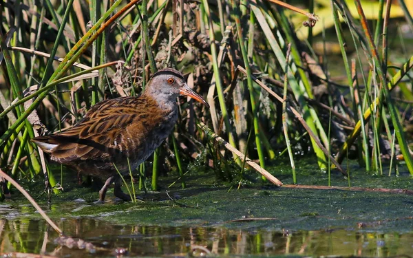 Water Rail (Rallus aquaticus) — Stock Photo, Image