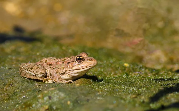 Sumpffrosch, rana ridibunda — Stockfoto